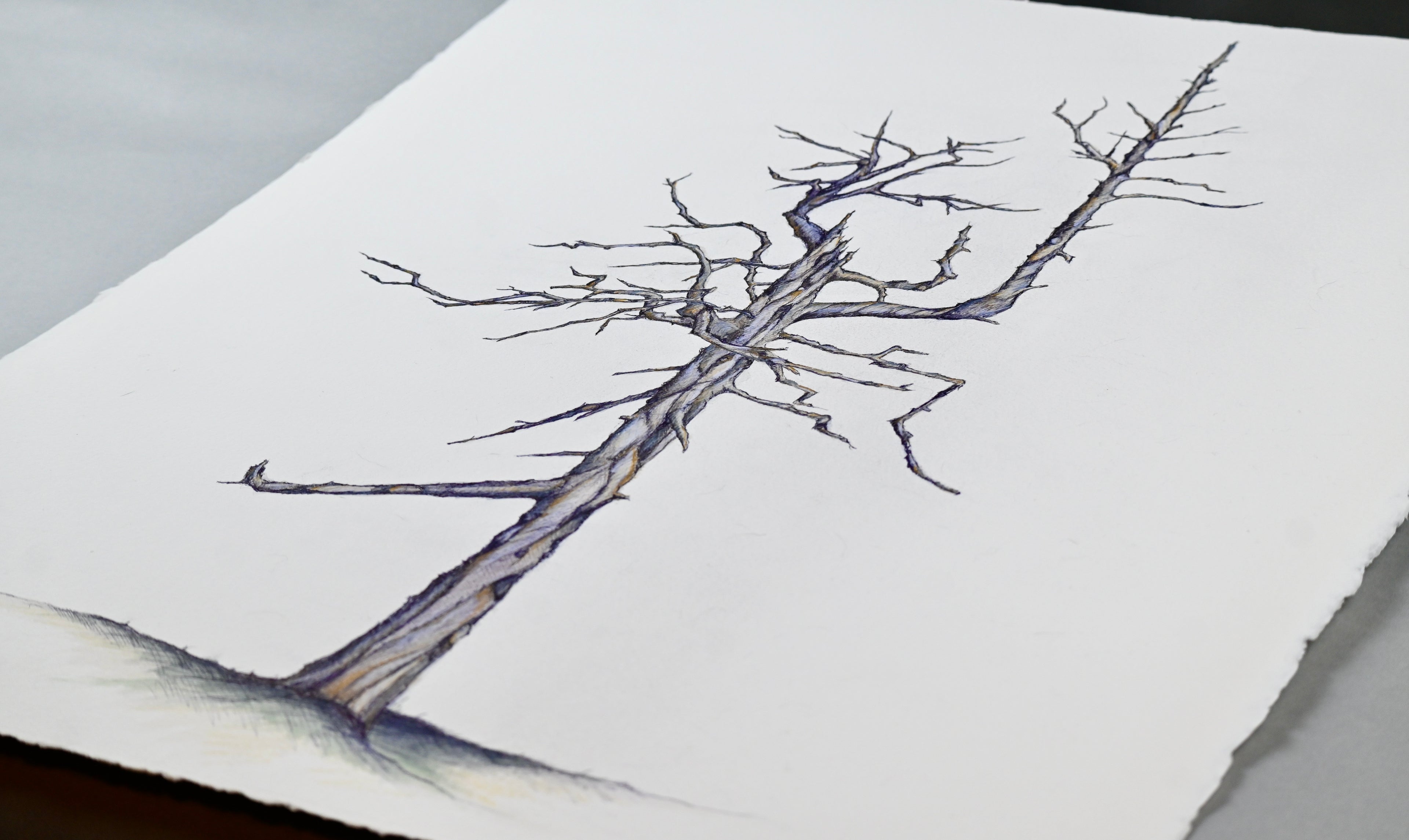 Bandon Dunes - "Ghost Tree"