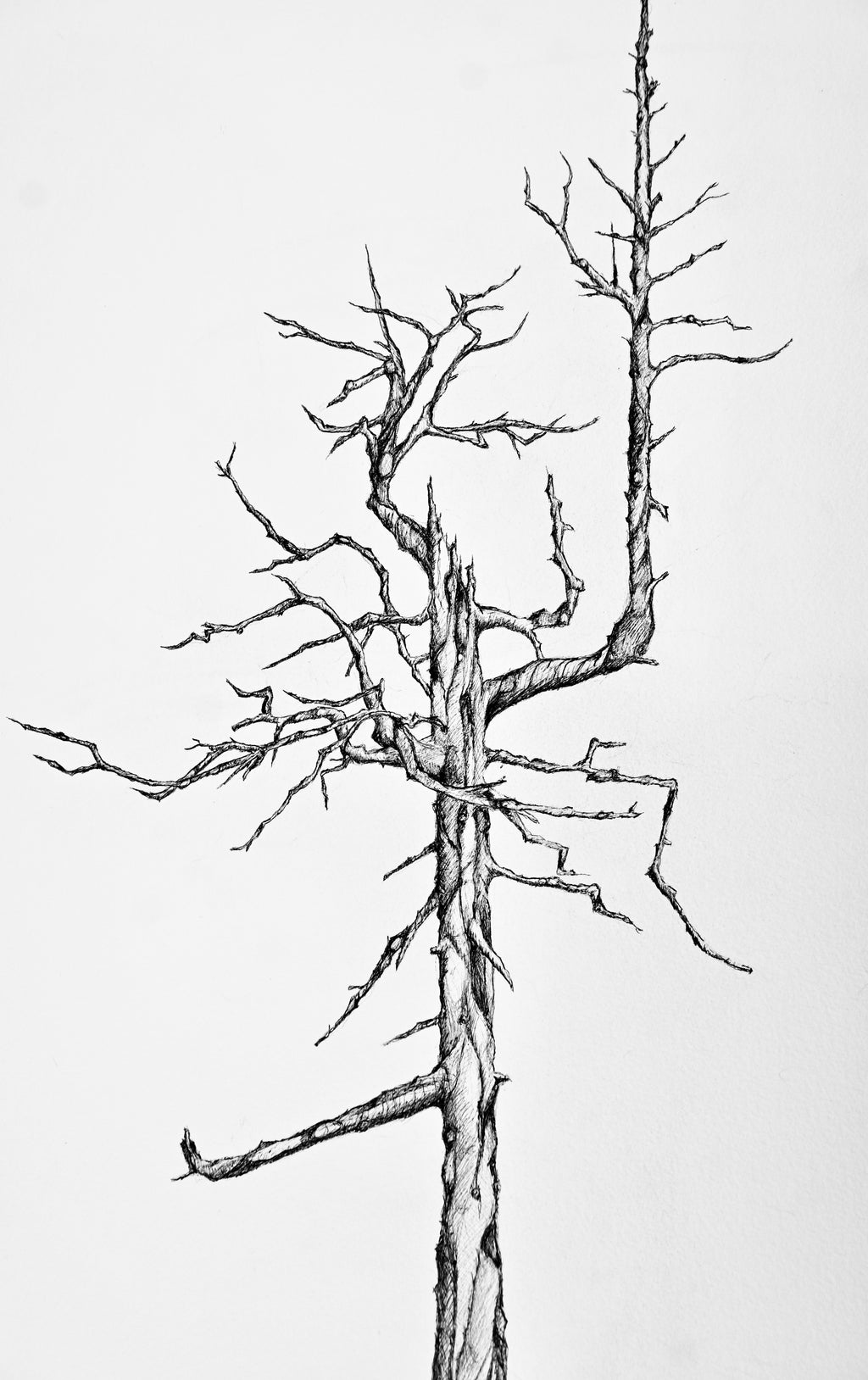 Bandon Dunes - "Ghost Tree"