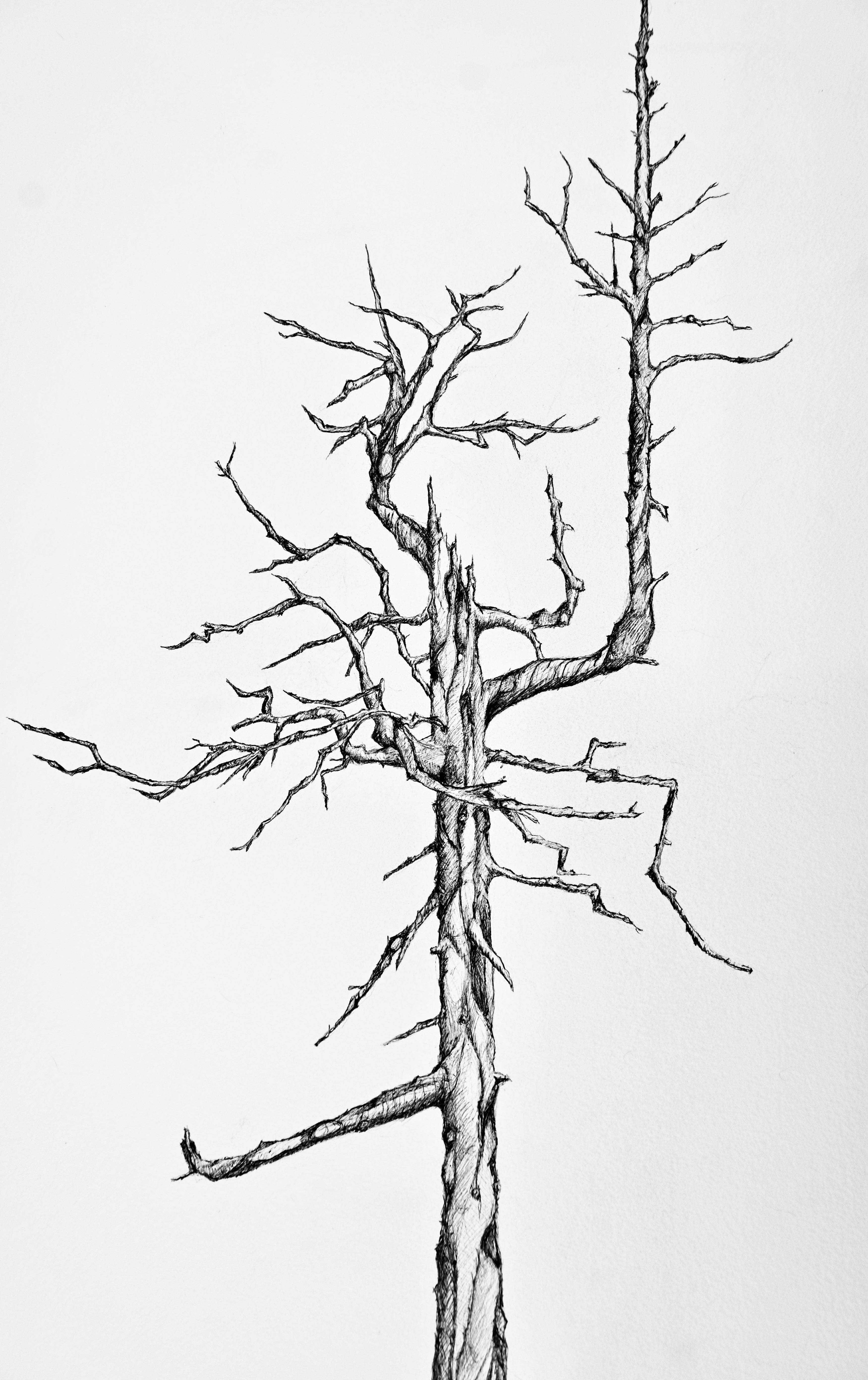 Bandon Dunes - "Ghost Tree"