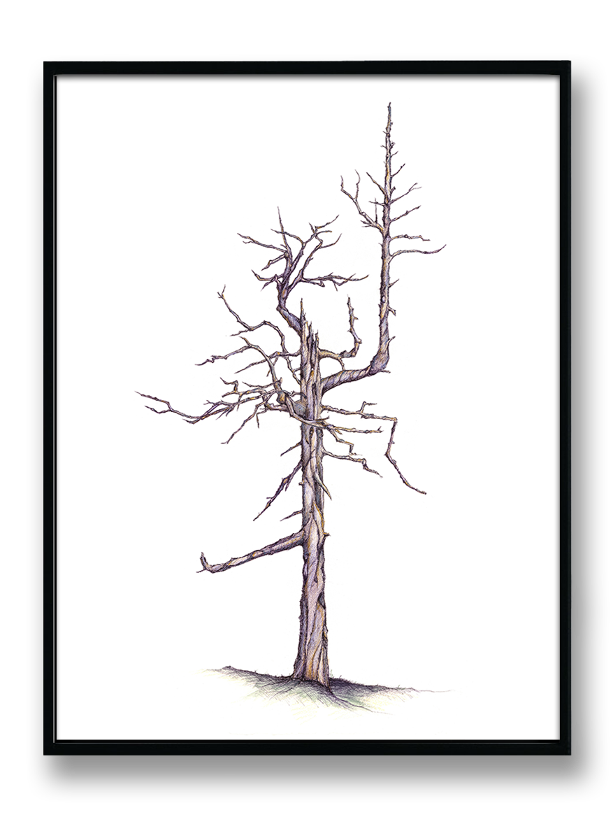 Bandon Dunes - "Ghost Tree"