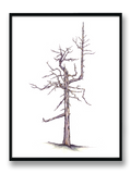 Bandon Dunes - "Ghost Tree"